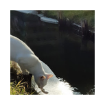 tierwelt